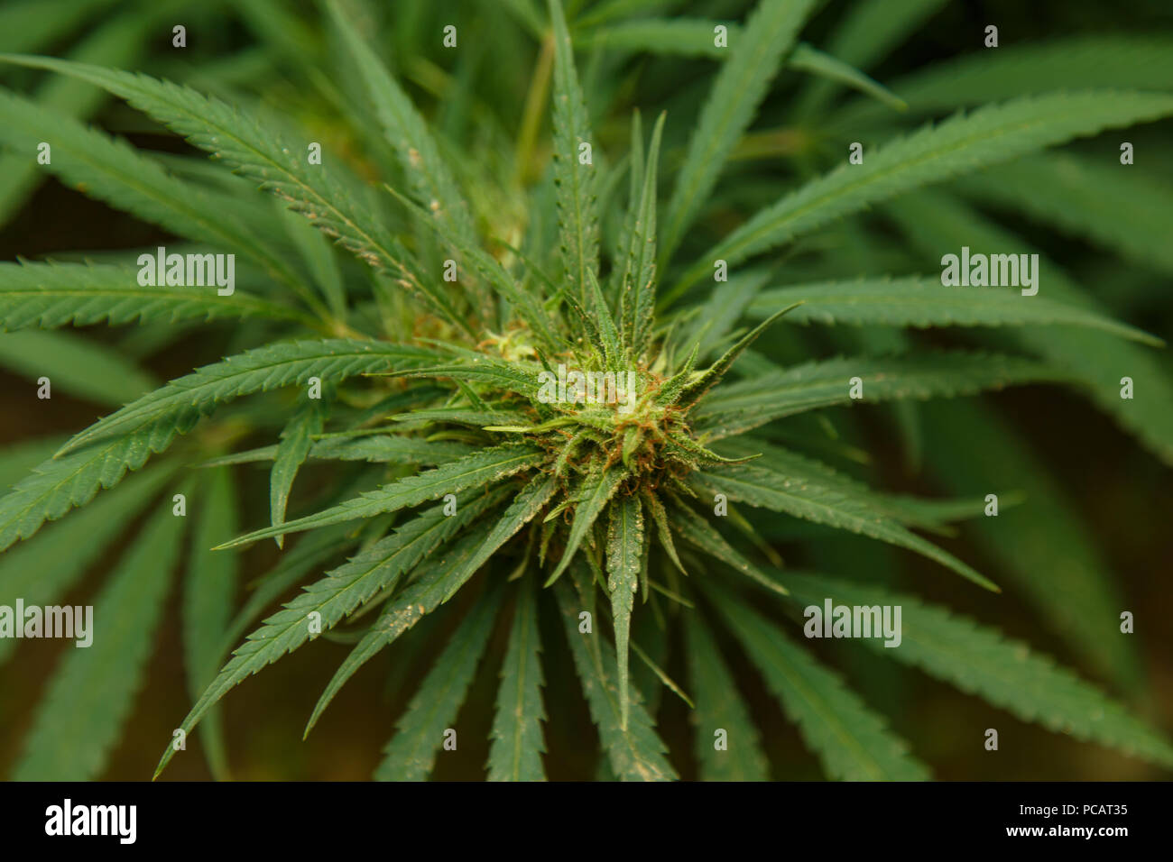 Dettaglio della cannabis cola con peli visibili e foglie sui ritardi di fase di fioritura Foto Stock
