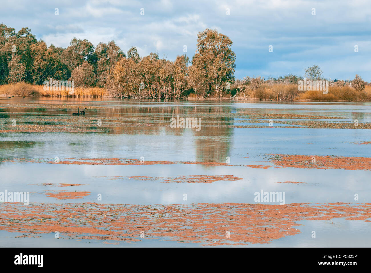 Bellissima riserva naturale sul fiume Murray a Banrock Station, Riverland, Sud Australia Foto Stock