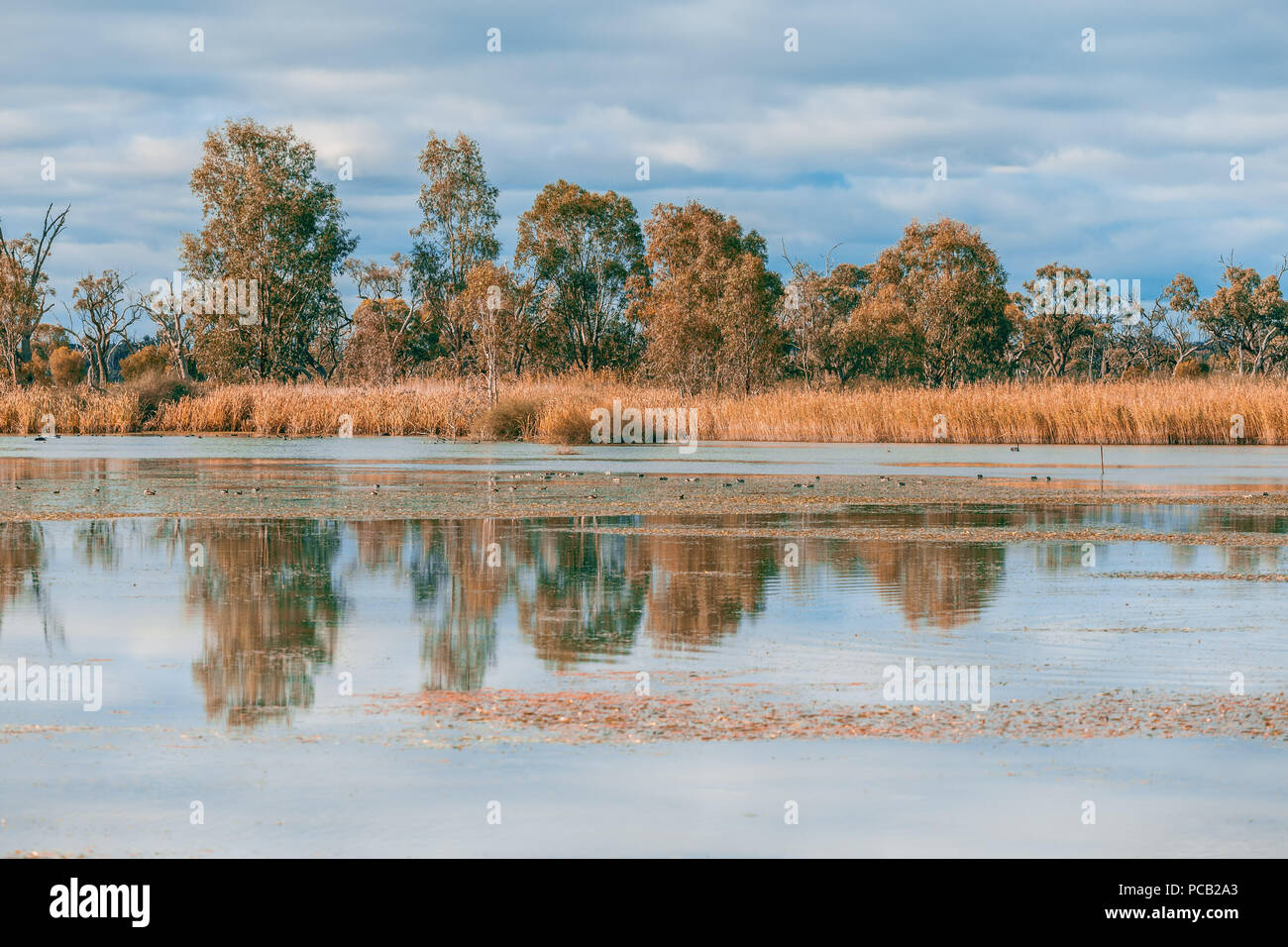 Gli alberi di gomma e reed riflettente nel fiume Murray in Sud Australia Foto Stock