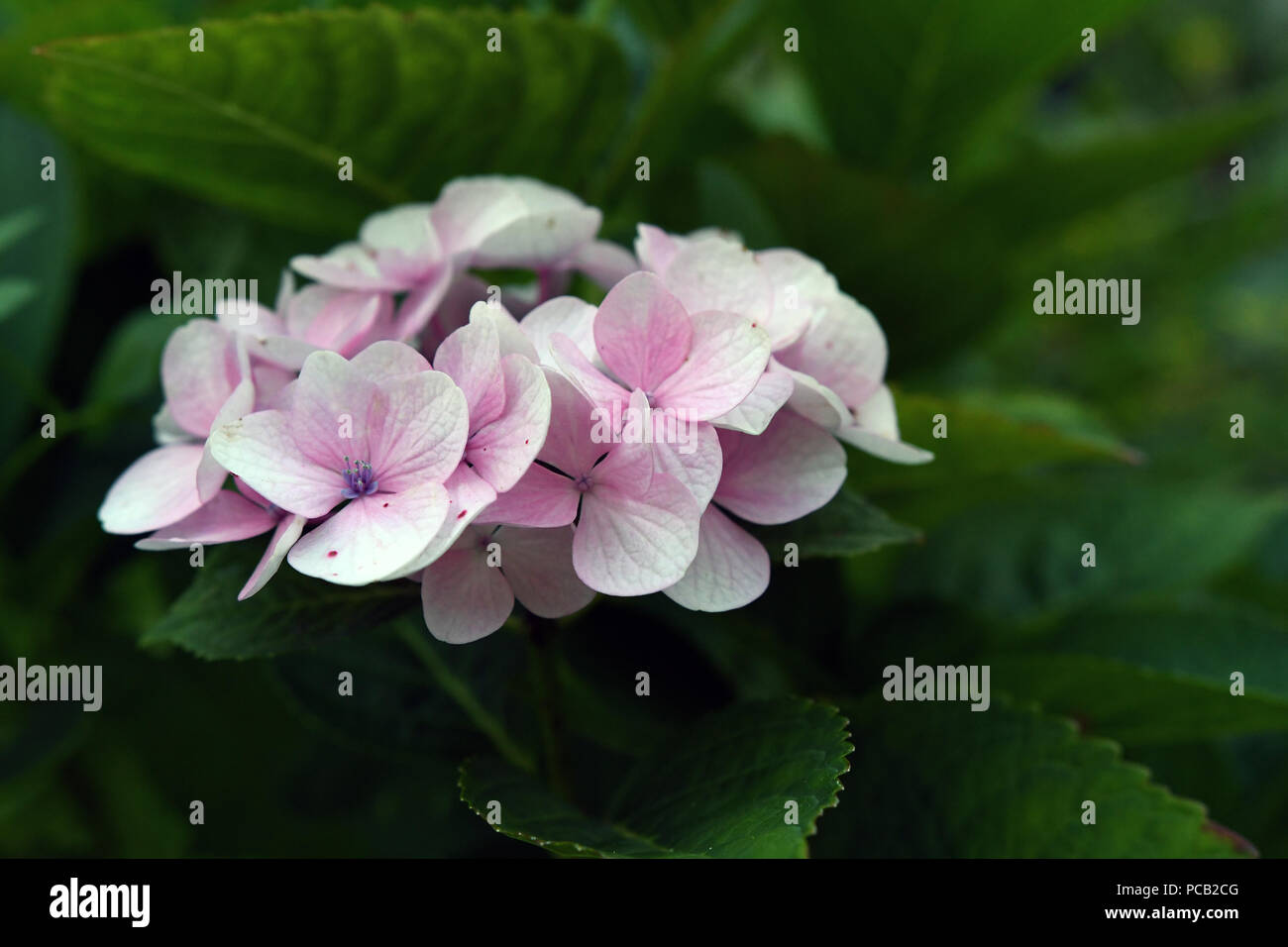 bianco viola fiore verde foglie hydrangea Foto Stock bianco viola fiore verde foglie hydrangea Foto Stock