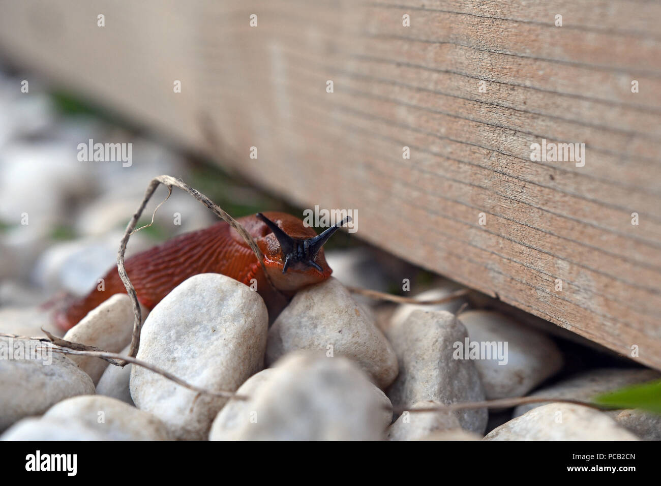 Slug strisciare su rocce, piccolo animale Foto Stock Slug strisciare su rocce, piccolo animale Foto Stock