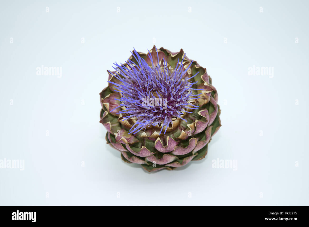 Carciofi testa di fiori Foto Stock