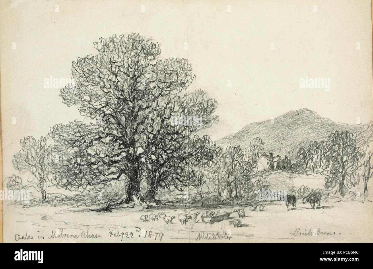 373 linee famiglia sketchbook - querce su Malvern Chase 040 Foto Stock