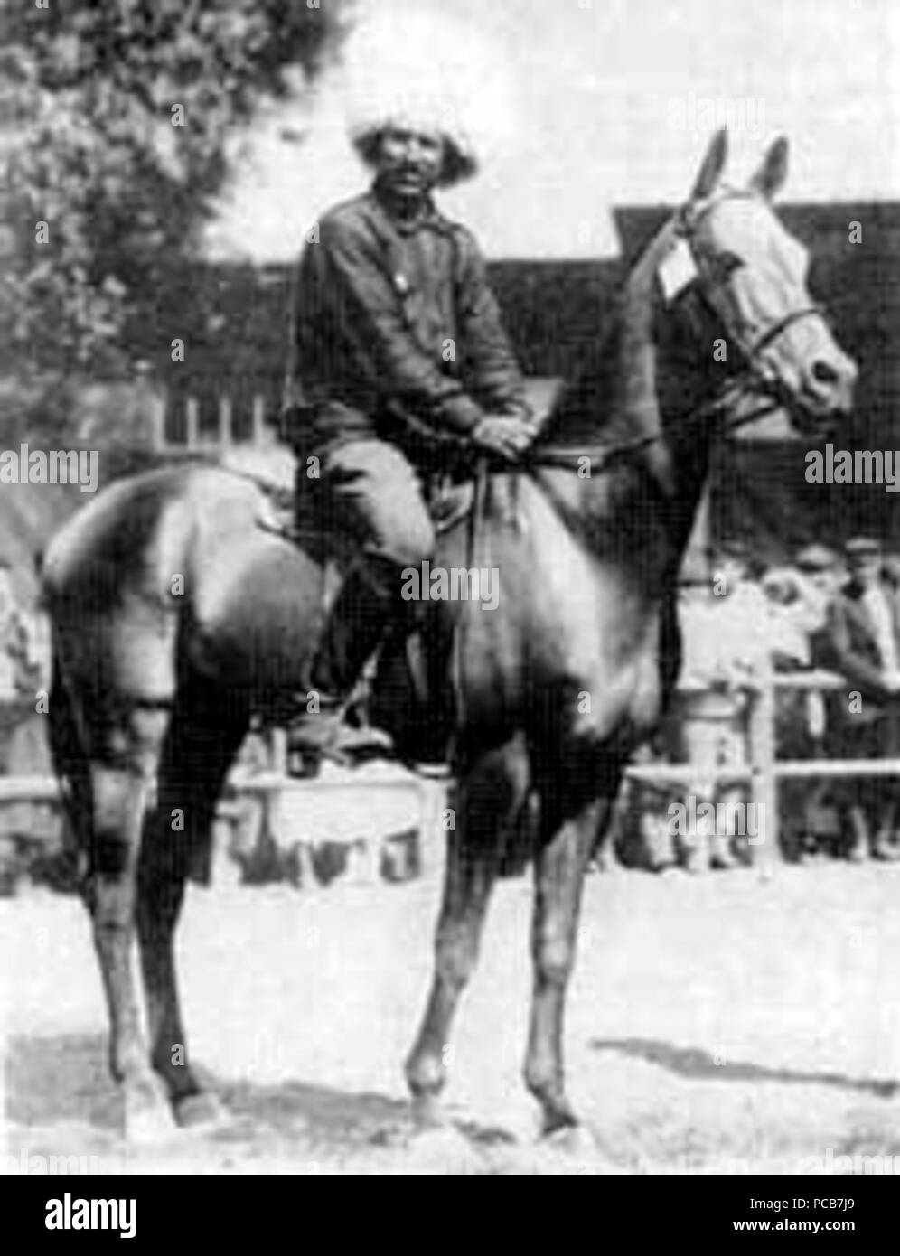 Akhal-Teke Mele Koush nato 1909. Foto Stock