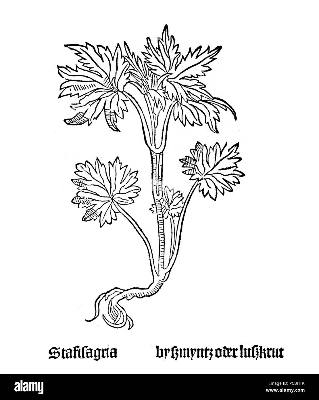 22 Gart Stafisagria Foto Stock