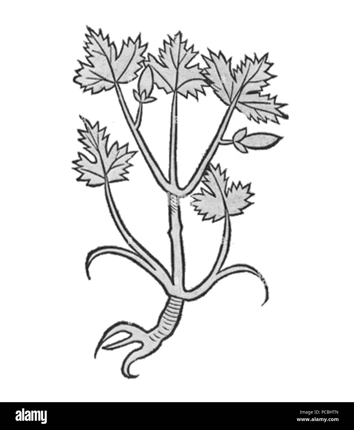 25 Hortus Sanitatis Staphisagria Foto Stock