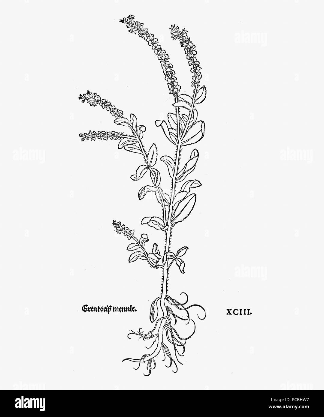 18 Ehrenpreis un Foto Stock