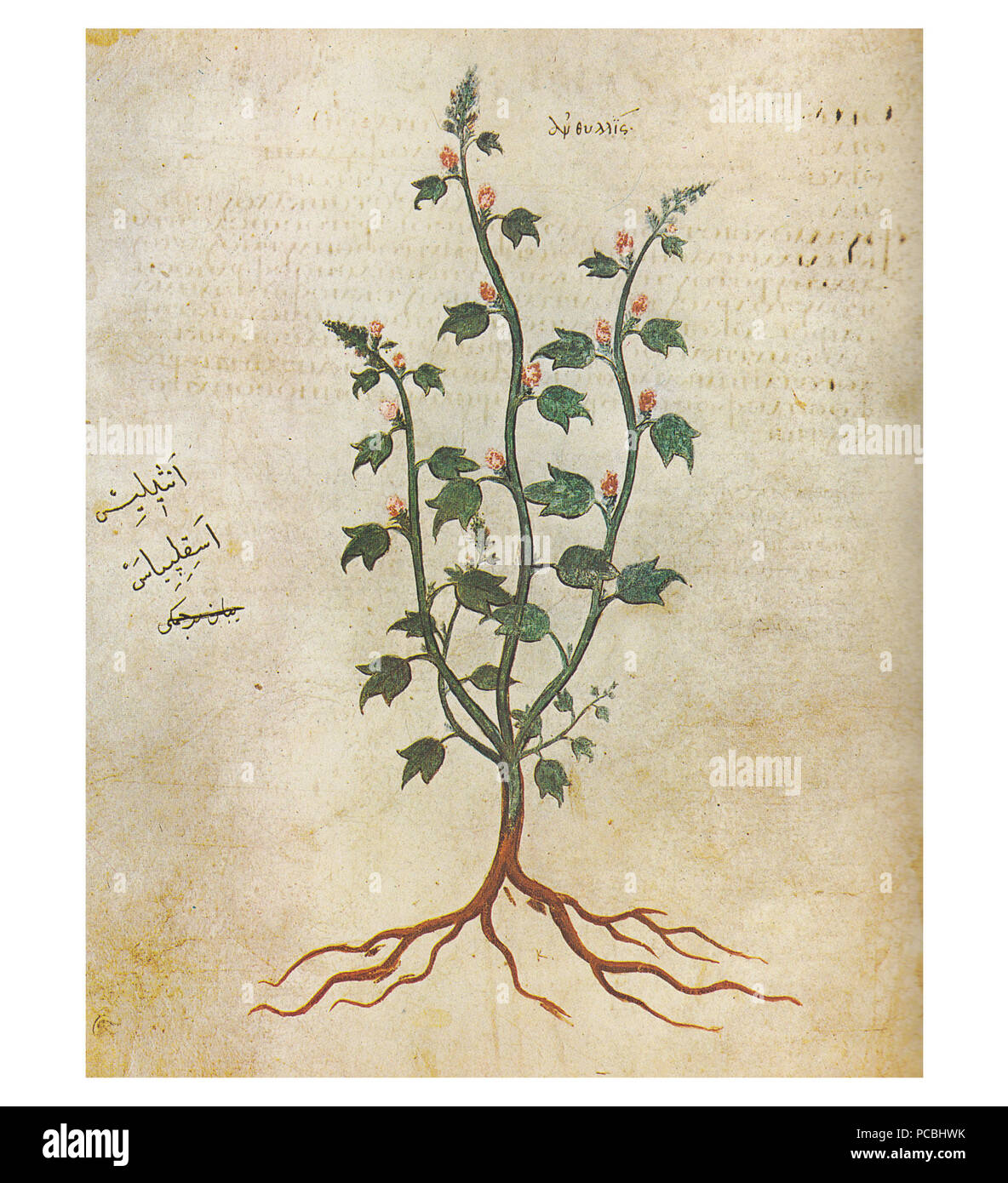 4 Asklepias Foto Stock