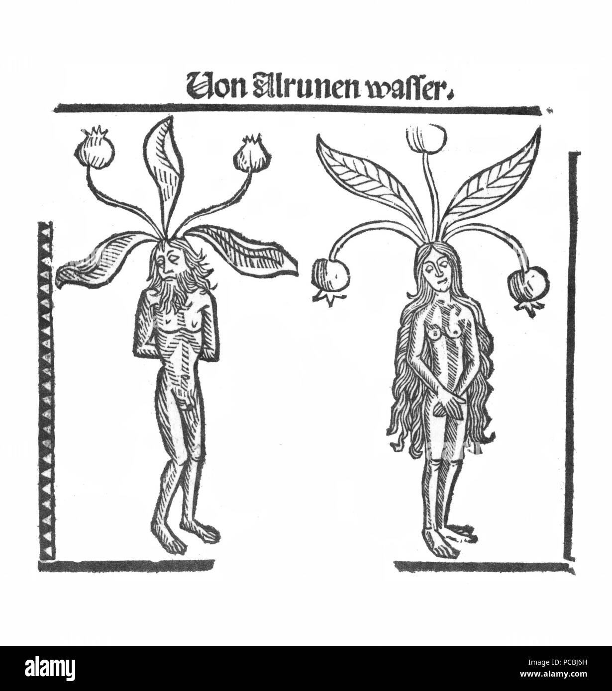 3 Alrunen Brunschwig 1500 Foto Stock