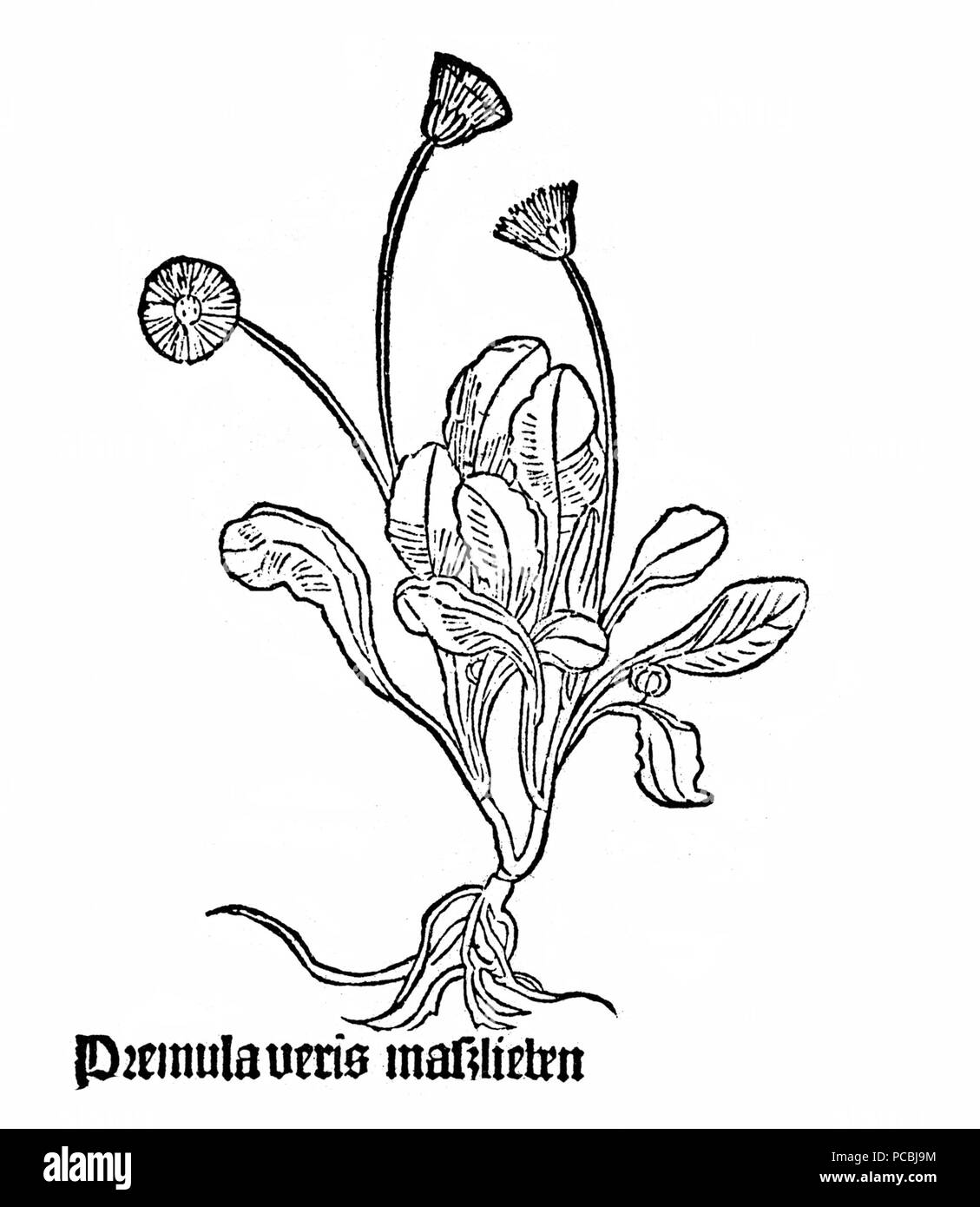 22 Gart Premula veris Foto Stock