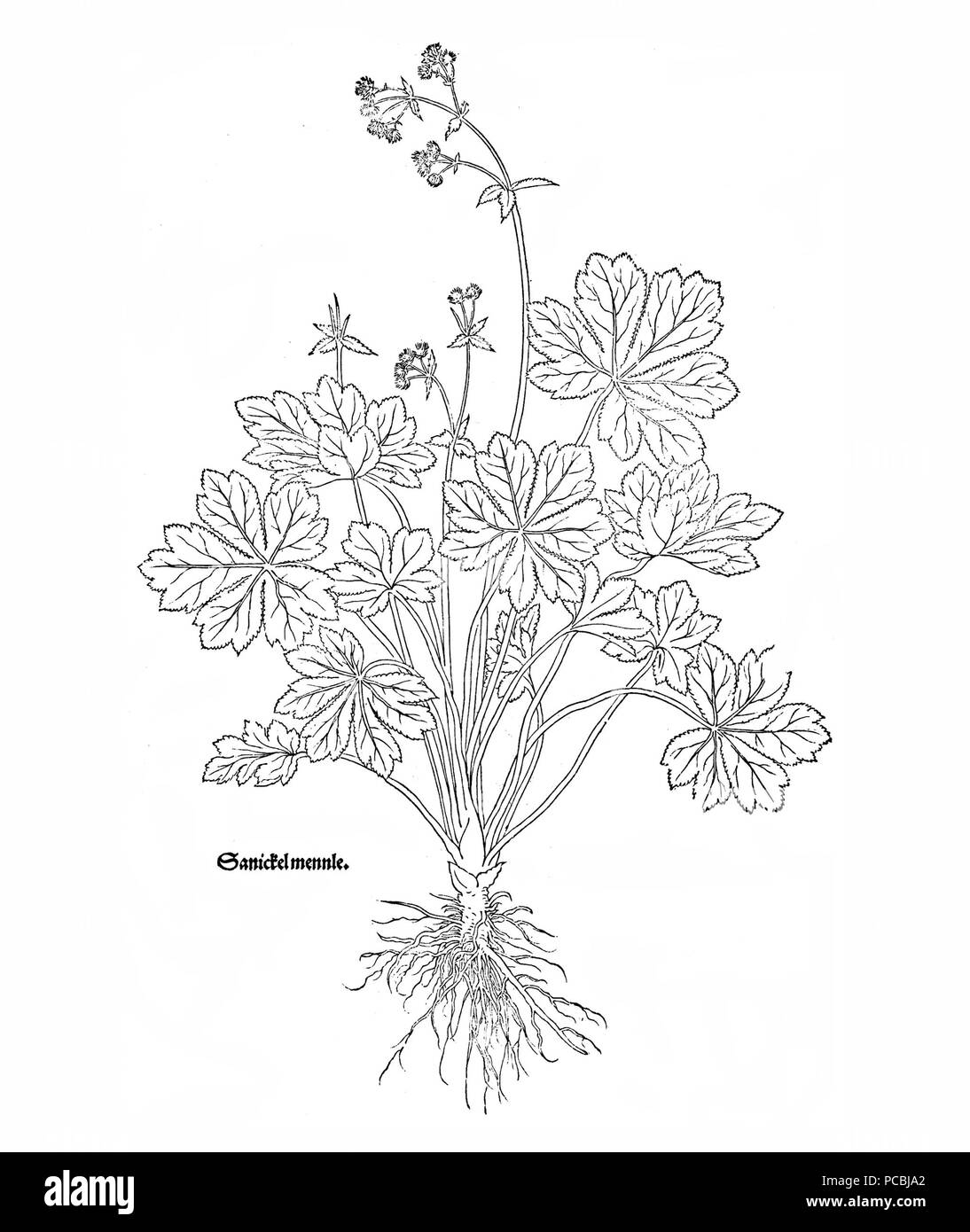 21 Fuchs Sanickel mennle Foto Stock