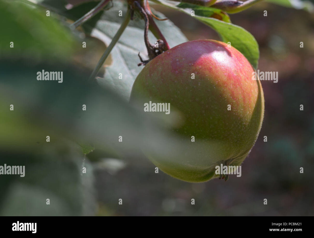 Close-up di un piccolo, non ancora mature, Apple su un albero, con un lato rosso, frutta Foto Stock
