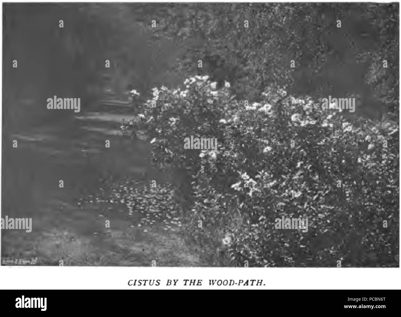 15 il colore nel giardino fiorito18 Foto Stock