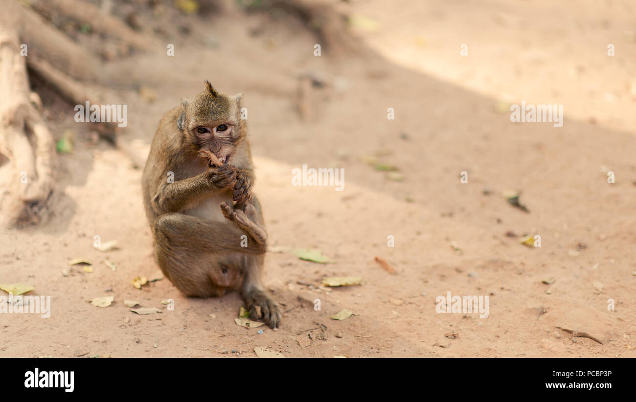 Una scimmia gode di mangiare uno spuntino a Angkor Wat, una popolare attrazione turistica in Siem Reap, Cambogia, sud-est asiatico. La fauna è popolare Foto Stock