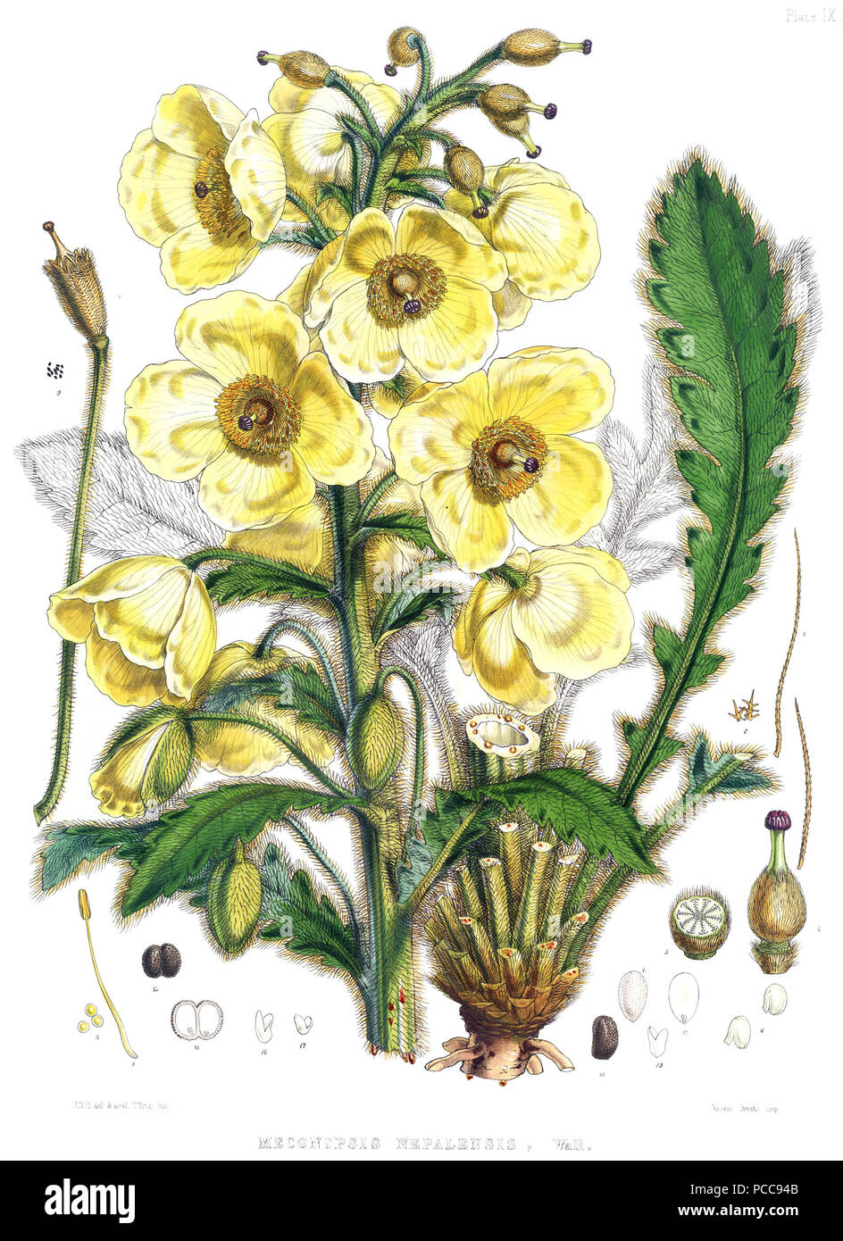 409 Meconopsis nepalensis Foto Stock