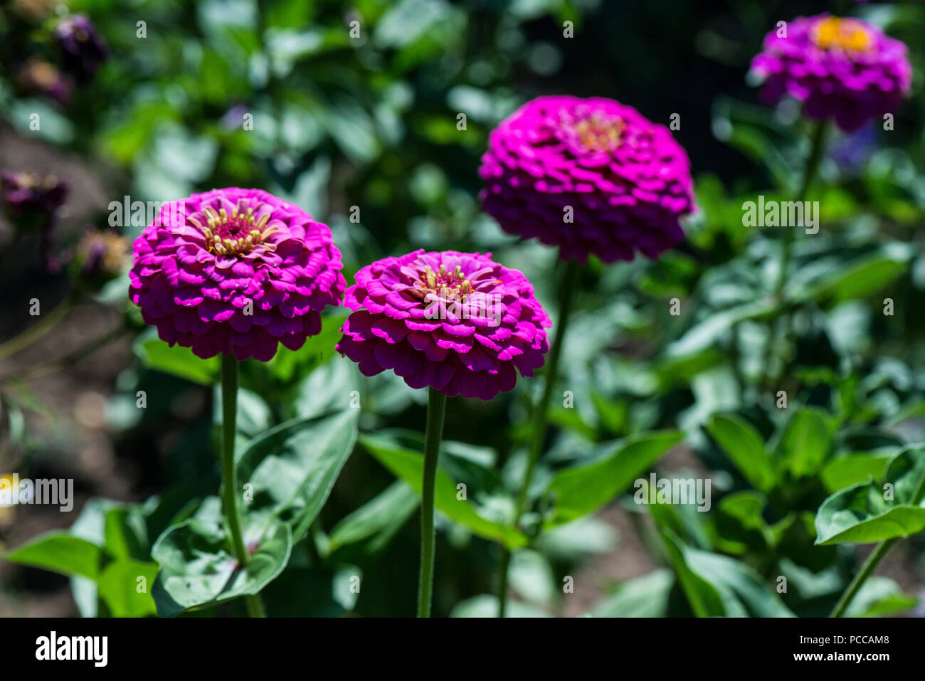 Viola zinnia gigante fiori dalia Foto Stock