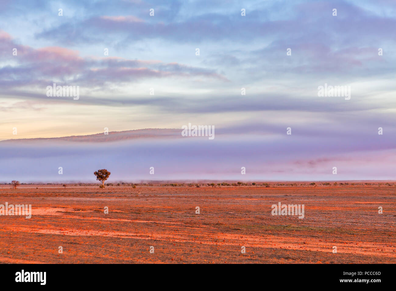 Lone Tree che sporge attraverso la bassa nube del mattino in South Australian Outback a sunrise Foto Stock