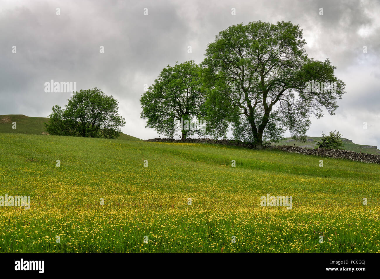 Una fila di alberi in un pieno di fiori di prato inglese. Foto Stock