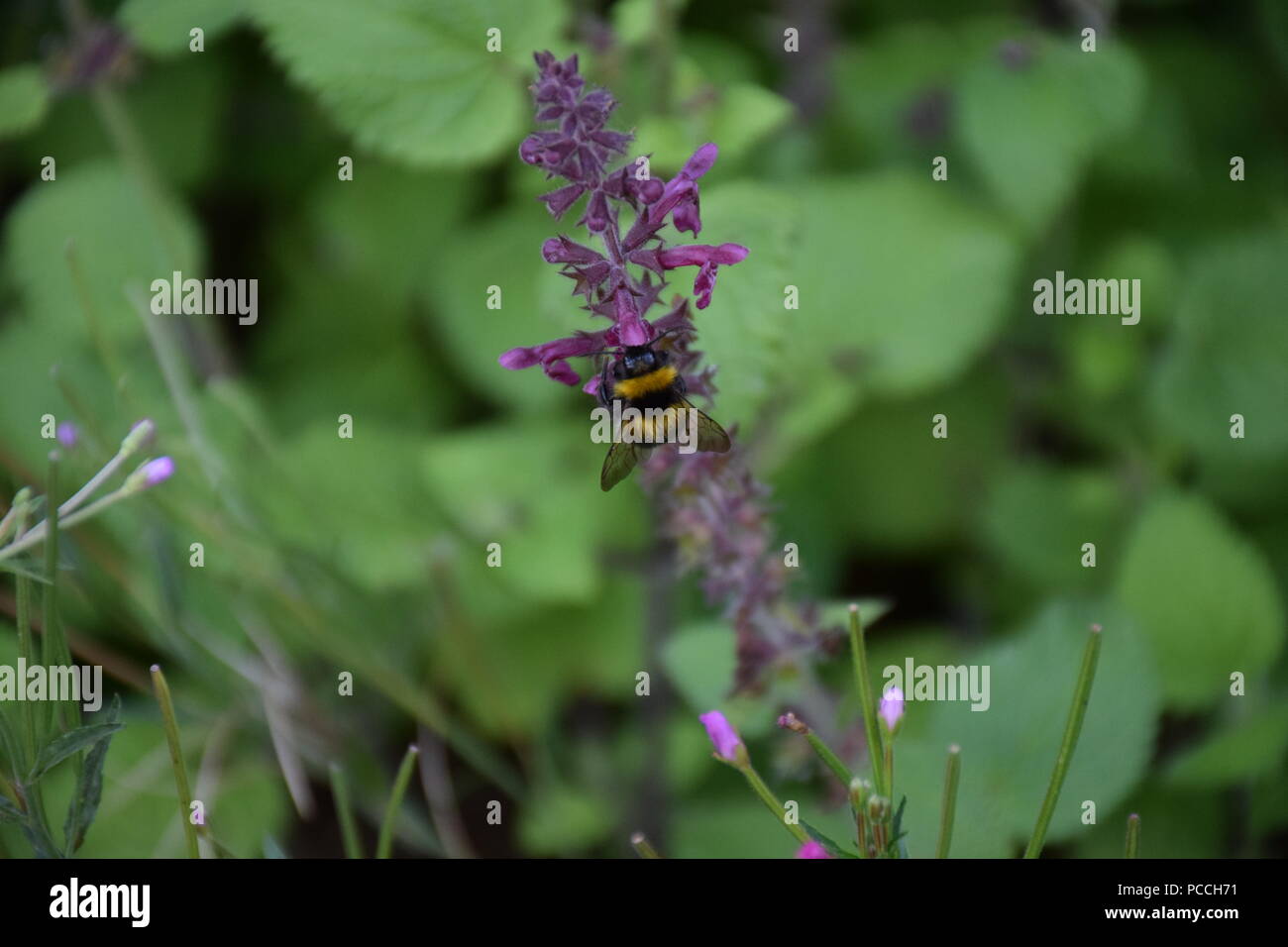 Ape su viola looseleaf impianto Foto Stock