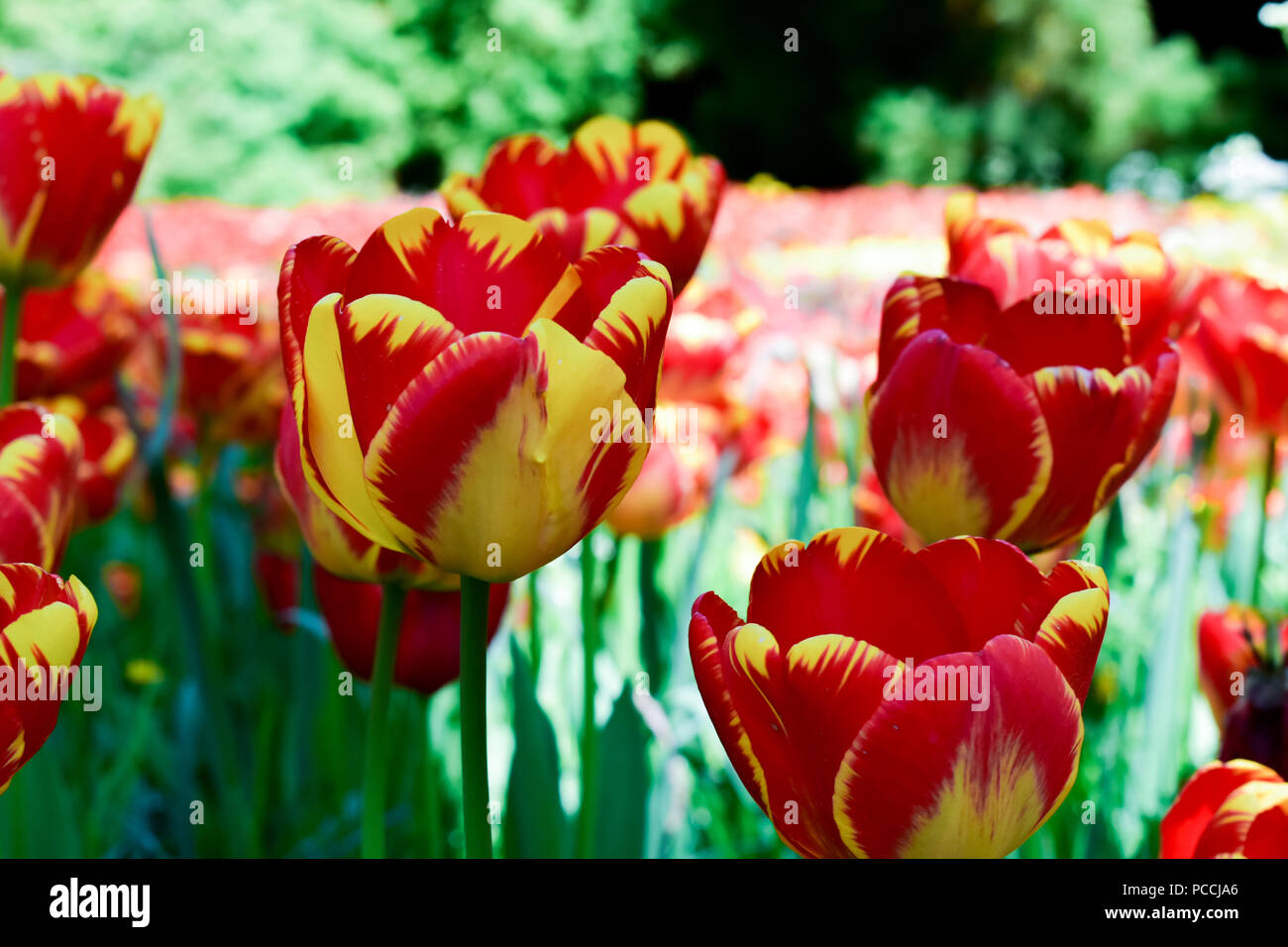 I tulipani (Tulipa) formano un genere di primavera-fioriture erbacee perenni geophytes bulbiferous. I fiori sono generalmente grandi, vistosi e vivacemente colorato Foto Stock