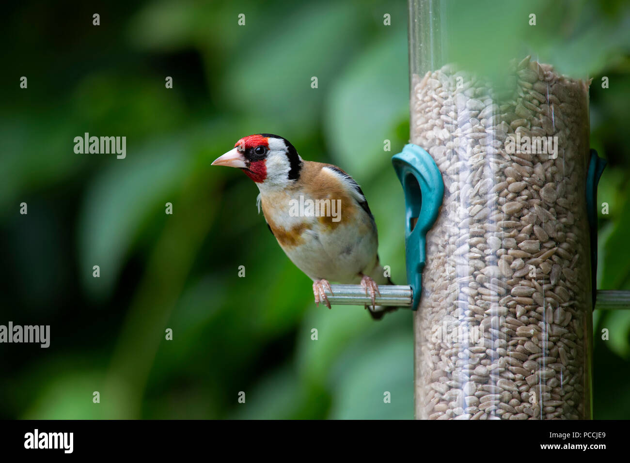 Close up di un cardellino seduto su un giardino bird feeder a Bath, Inghilterra. Foto Stock