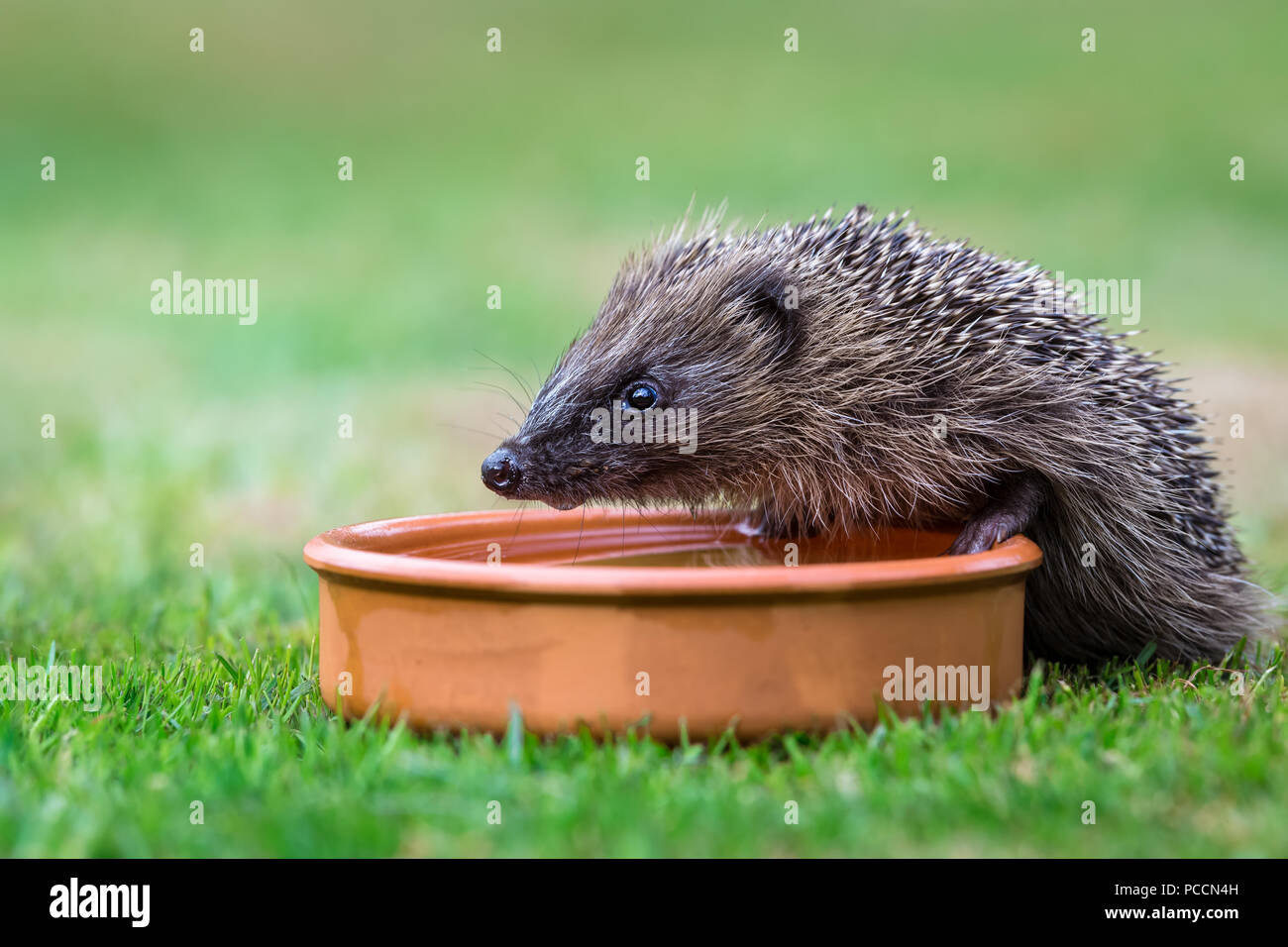 Ricci selvaggi e nativi che bevono in un giardino amichevole con ricci. Portato all'interno di un nascondiglio faunistico per monitorare la salute e la popolazione di questo mammifero in declino Foto Stock