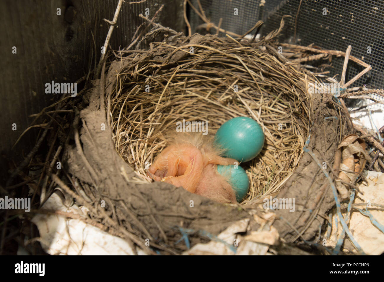 Due nuovi robin tratteggiata pulcini e 2 uova in un nido in una finestra ben Foto Stock