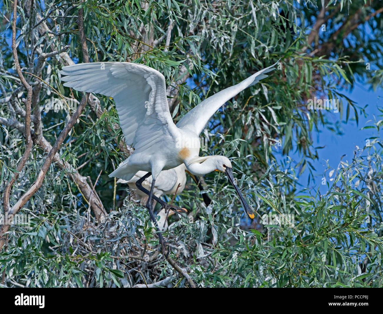 Spatola europea lo sbarco da nest Foto Stock