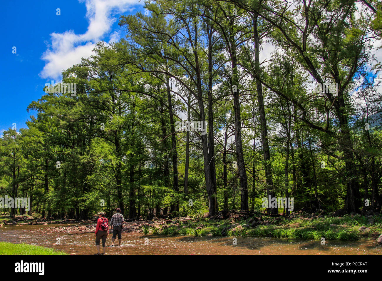 Rio en el Bosque de pinos. Reserva Monte Mojino (REMM) de Naturaleza y Cultura Internazionale (NSC). (Foto: Luis Gutierrez) ...... Monte Mojino Riserva, REMM, progetto di conservazione del NSC Natura e cultura International Sierra Madre c.a. Sierra de Alamos Sonora. Riserva naturale entro le terre di Area Naturale Protetta dalla Commissione Nazionale delle aree naturali protette, CONANP. Reserva Monte Mojino, REMM, proyecto de conservacion de NCI Naturaleza y Cultura Internacional Sierra Madre c.a. Sierra de Alamos Sonora. Reserva Natural dentro de los nostri de Aree Naturali Protegida por Foto Stock