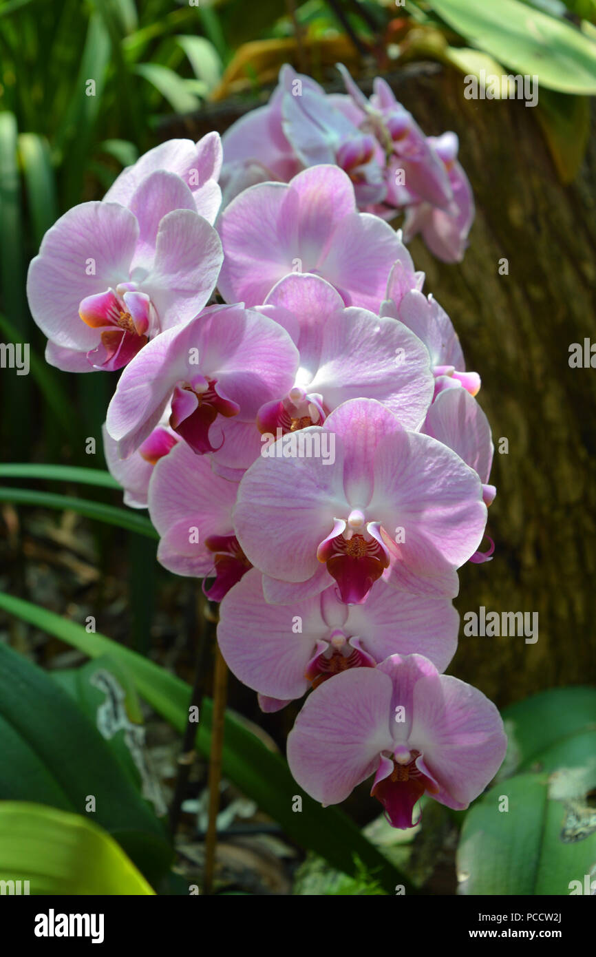 Phalaenopsis orchid in fiore, in un giardino di orchidee Foto Stock