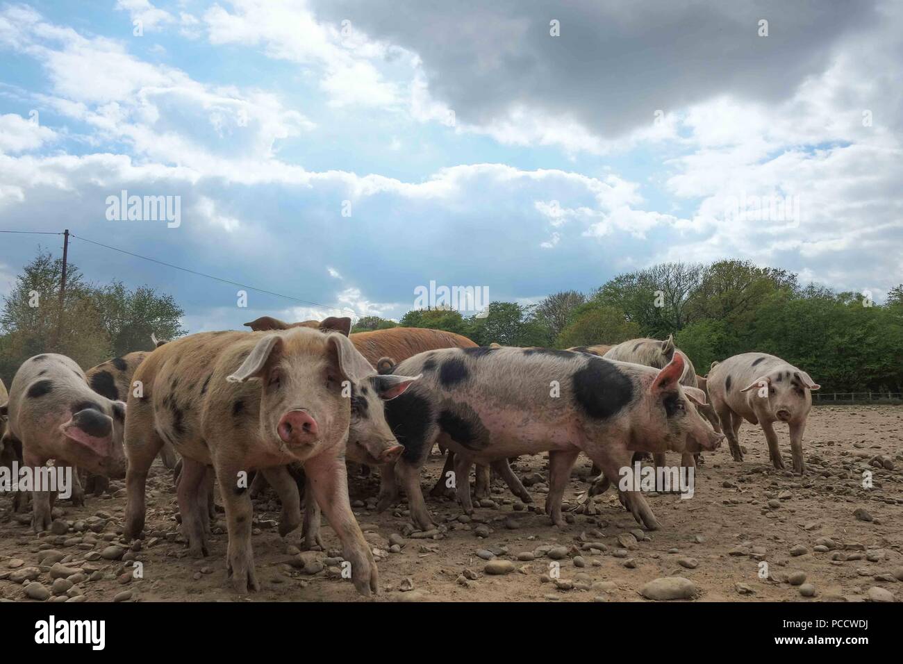 Suini in un secco campo polveroso Foto Stock