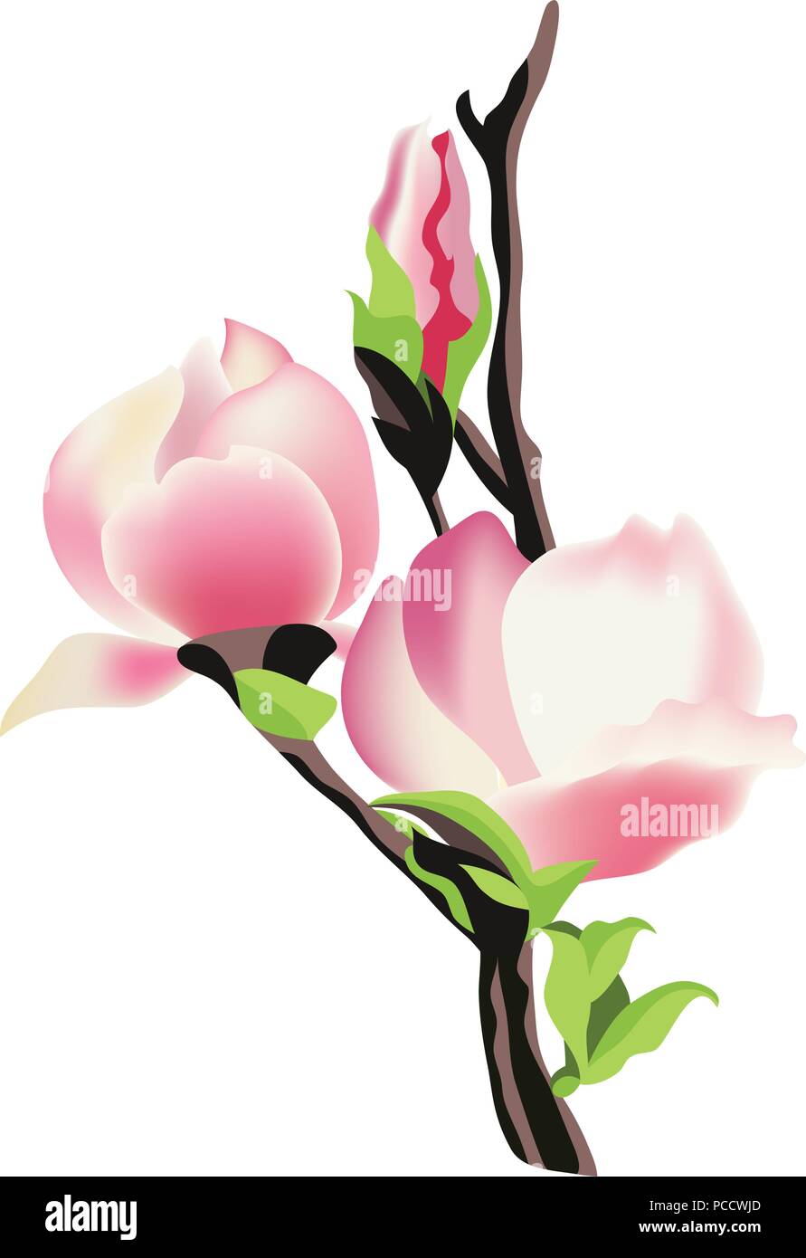 Ramo della magnolia, illustrazione vettoriale Illustrazione Vettoriale