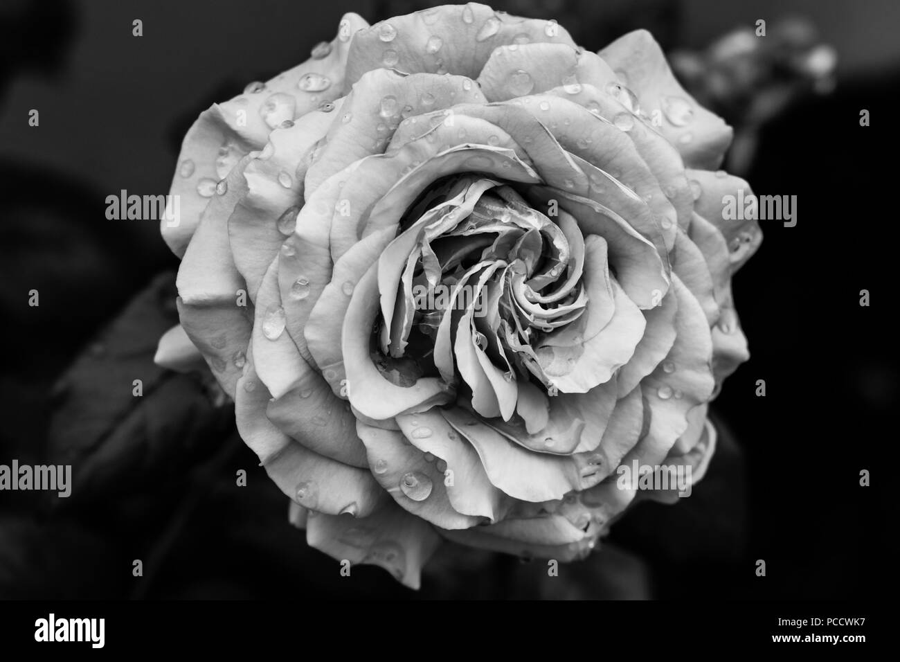 Rose in bianco e nero Foto Stock