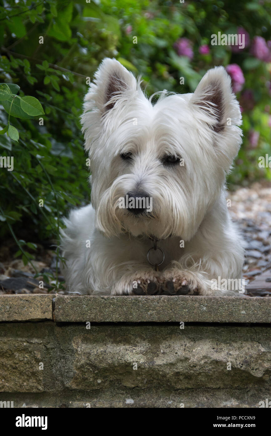 Cane West Highland White Terrier seduto in un giardino Foto Stock