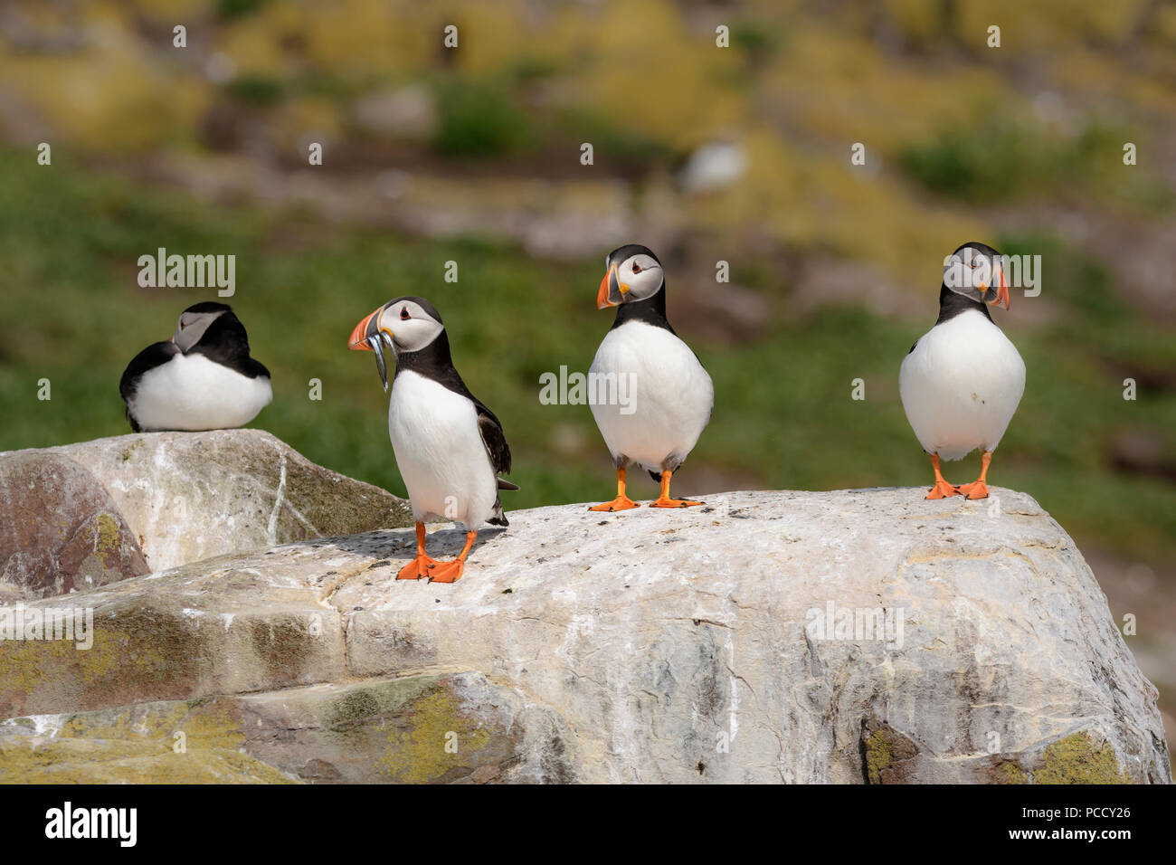 Gruppo di pulcinelle di mare interno a farne, farne Islands Foto Stock
