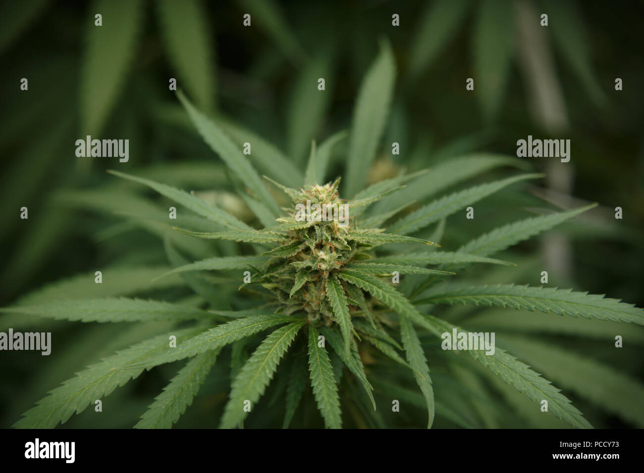 Dettaglio della cannabis cola con peli visibili e foglie sui ritardi di fase di fioritura Foto Stock