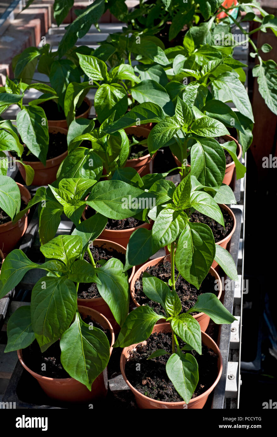 Primo piano di giovani peperoni verdi pepper pianta piante che crescono in una serra in pentole in estate Inghilterra Regno Unito GB Gran Bretagna Foto Stock