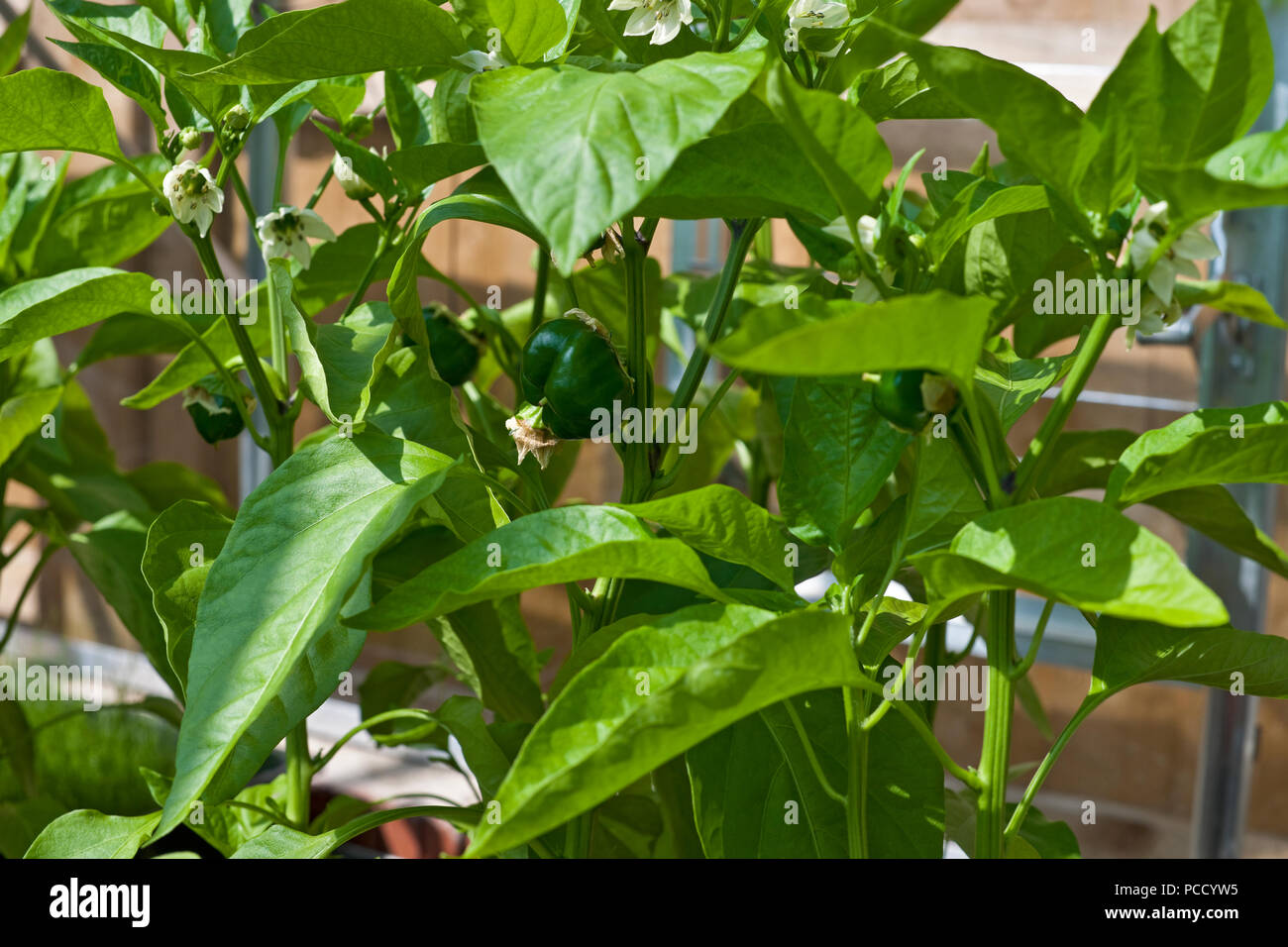 Primo piano di giovani peperoni verdi pepper pianta piante che crescono in vasi in serra in estate Inghilterra Regno Unito GB Gran Bretagna Foto Stock