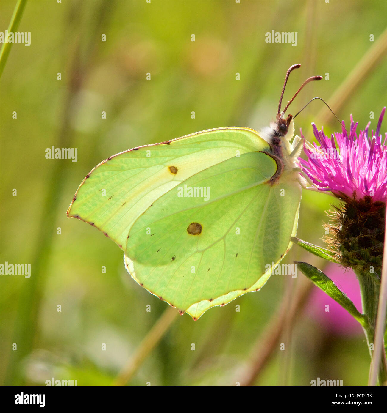 Un Brimstone Butterfly, Gonepteryx rhamni, alimentazione su un thistle. Foto Stock
