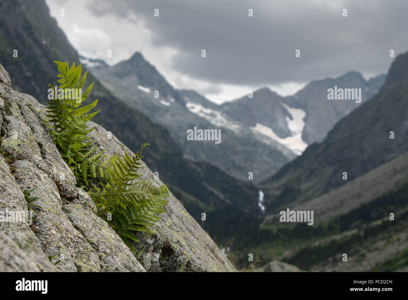 La felce vicino a Lac de Gaube, Pirenei francesi Foto Stock