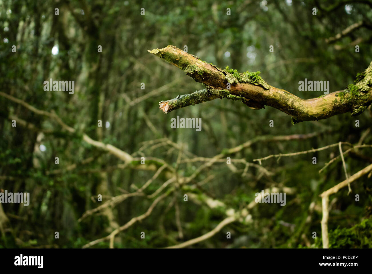 Zona densamente boscosa, Pic de Jer, Francia Foto Stock