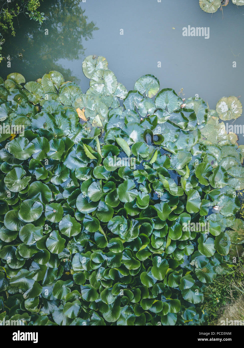 Aspetto dell'antenna del lago con acqua piante come il giglio e Lotus Foto Stock