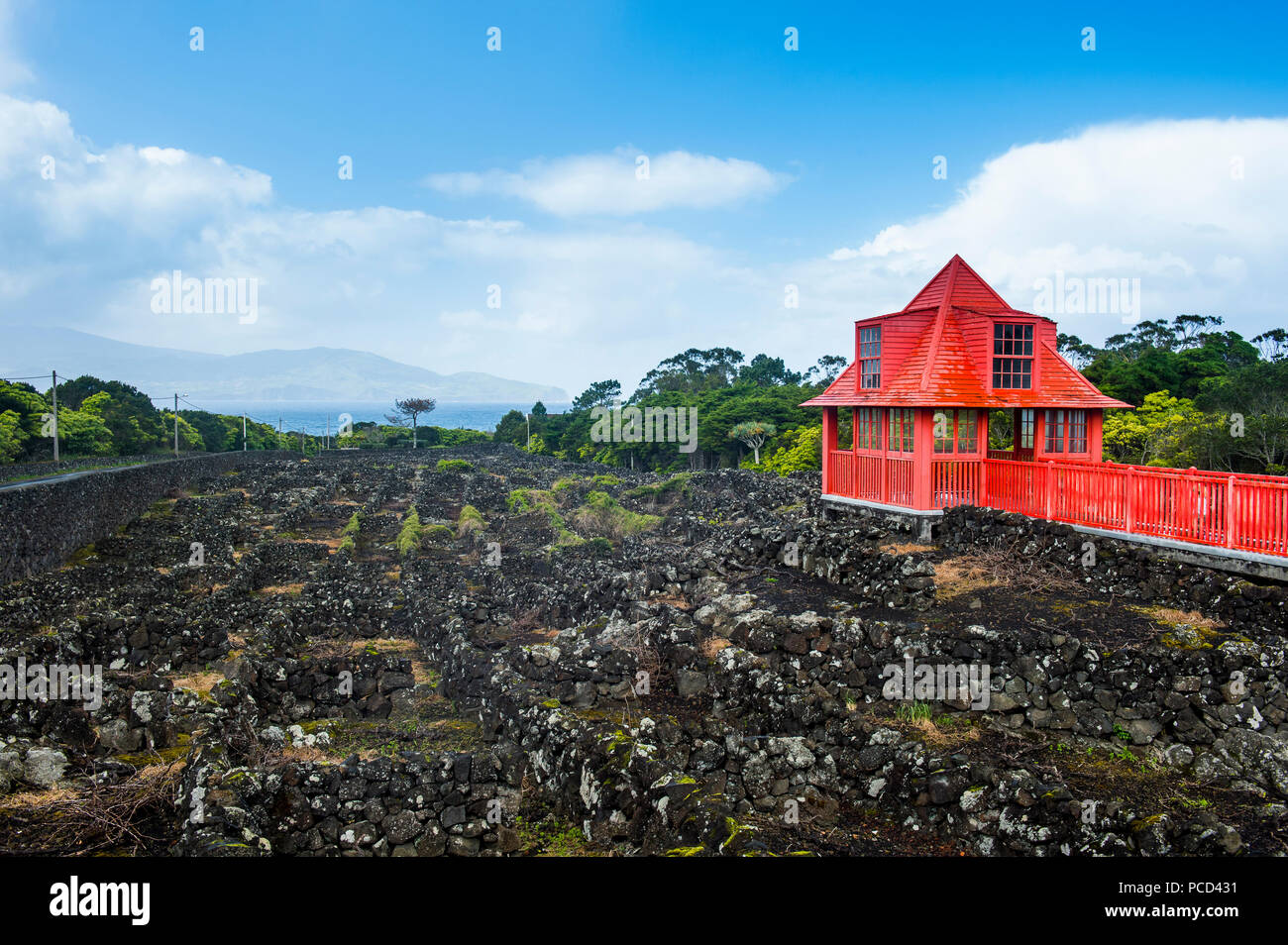 Passerella rosso nei vigneti del museo del vino di Pico, Sito Patrimonio Mondiale dell'UNESCO, isola di Pico, Azzorre, Portogallo, Atlantico, Europa Foto Stock