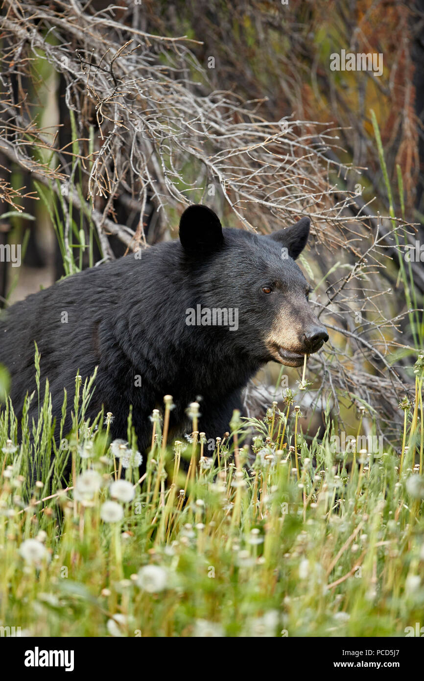 Black Bear (Ursus americanus) comune mangiare tarassaco (Taraxacum officinale), il Parco Nazionale di Jasper, Alberta, Canada, America del Nord Foto Stock