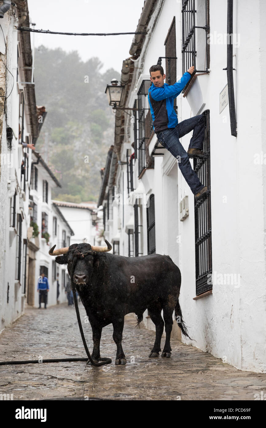 In esecuzione con il toro festival con bull sulla corda e uomo scalata alla sicurezza, Grazalema, Andalusia, Spagna, Europa Foto Stock