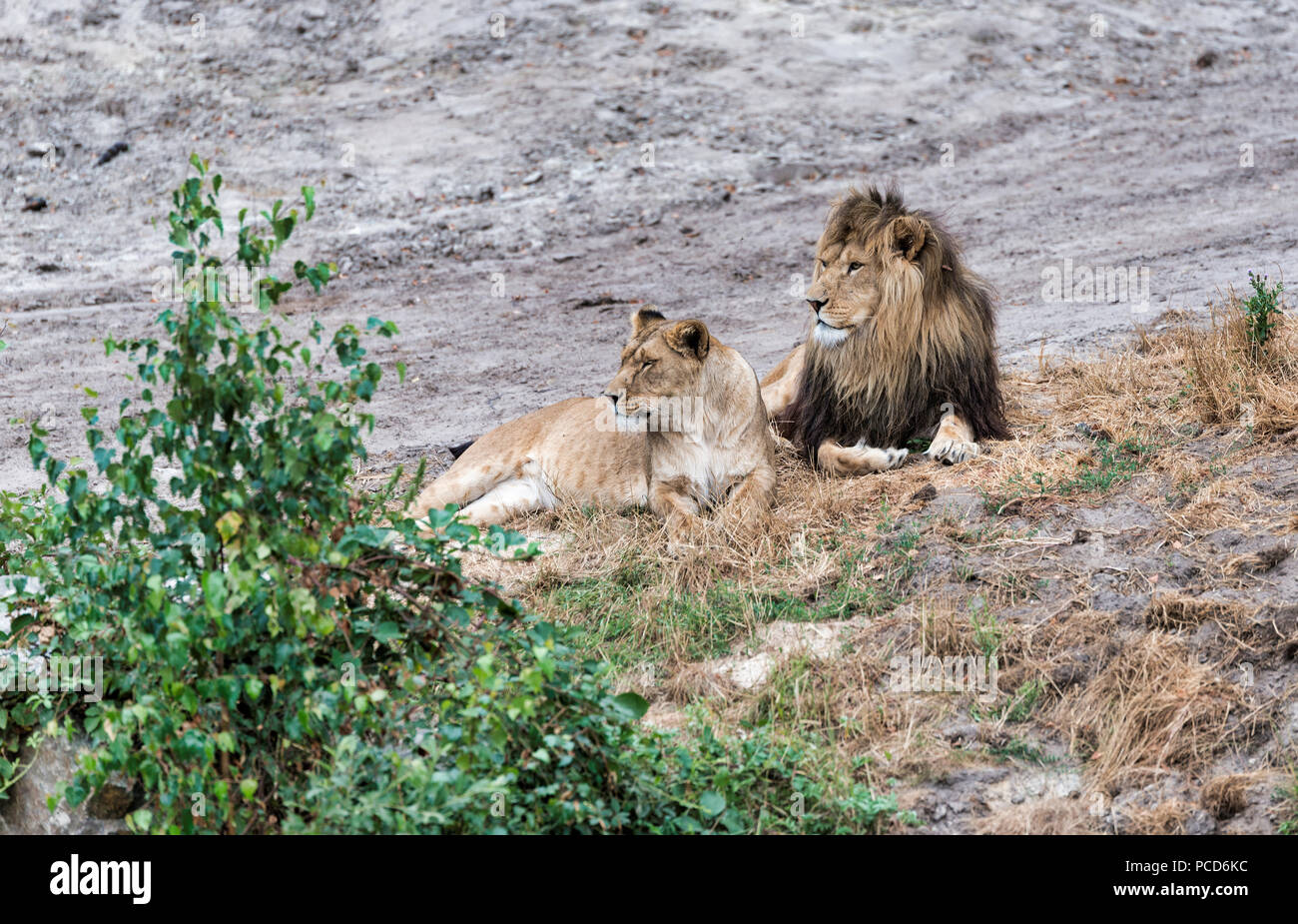 Maschio e femmina giovane di leone africano visto durante il safari Foto Stock