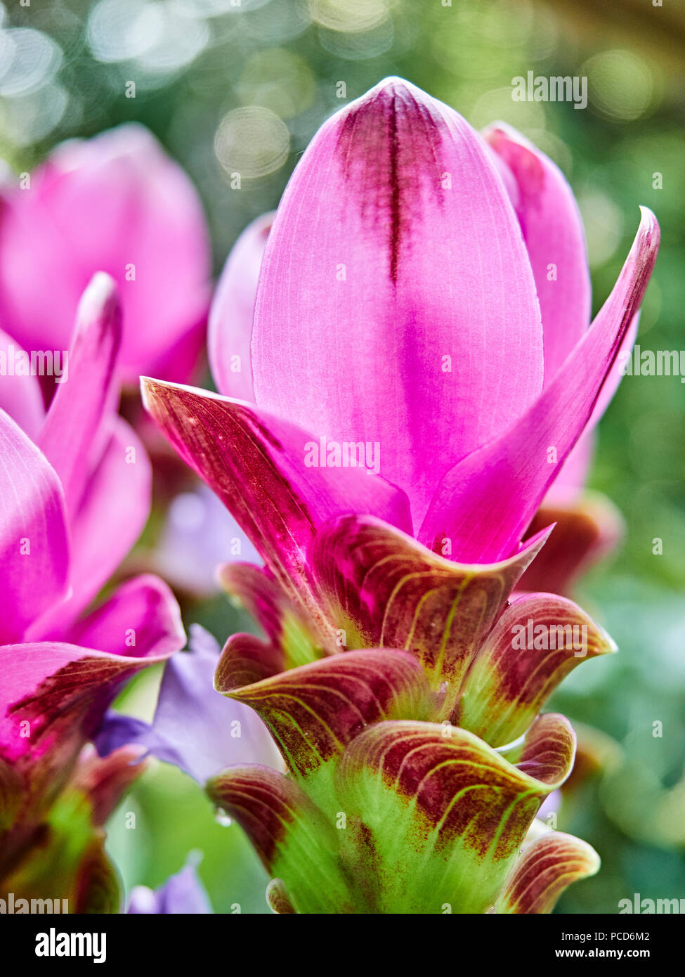 Fioritura Curcuma Alismatifolia impianto noto anche come curcuma o il Siam Tulip o estate tulip che fiorisce in un giardino patio. Foto Stock