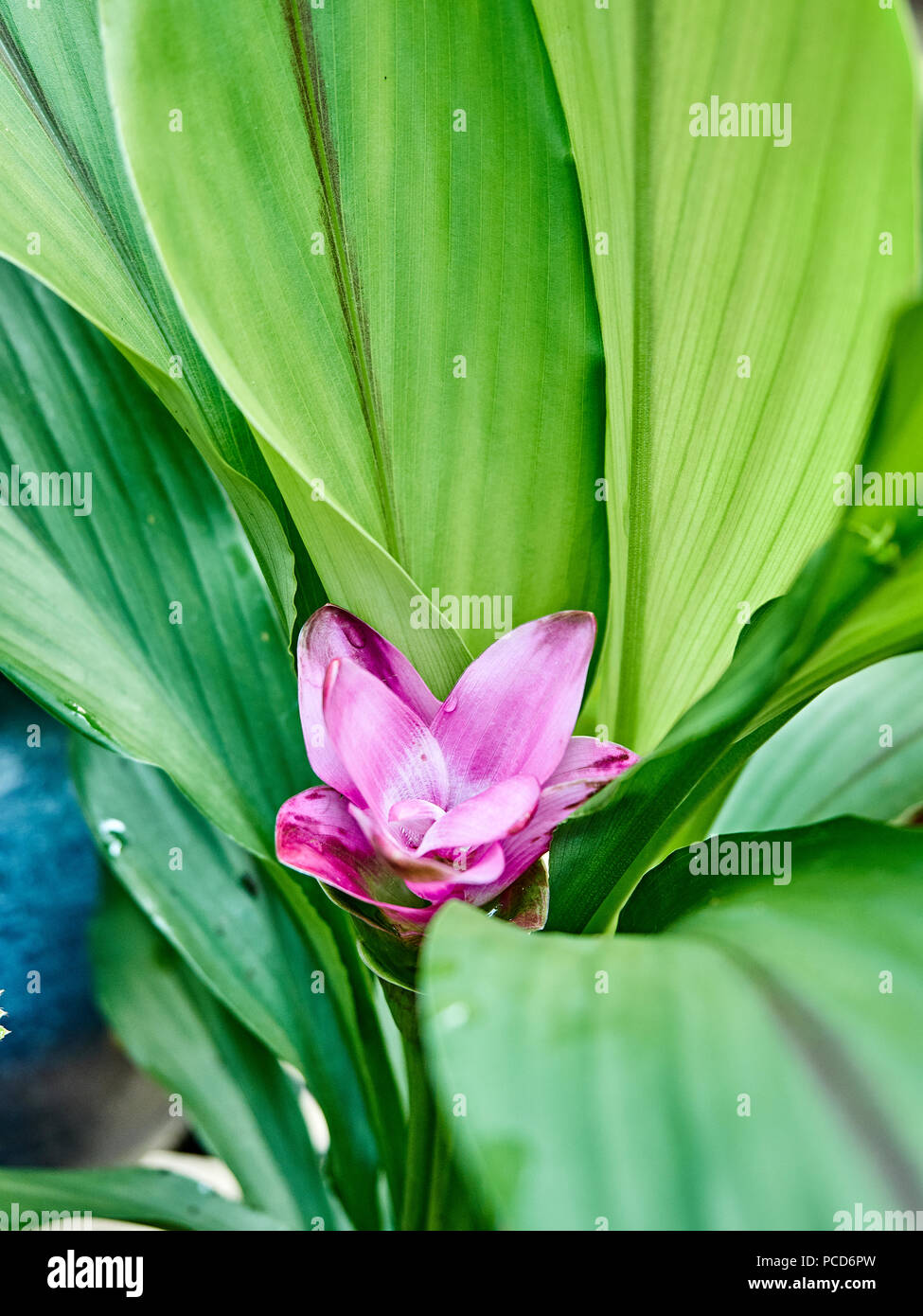Fioritura Curcuma Alismatifolia impianto noto anche come curcuma o il Siam Tulip o estate tulip che fiorisce in un giardino patio. Foto Stock