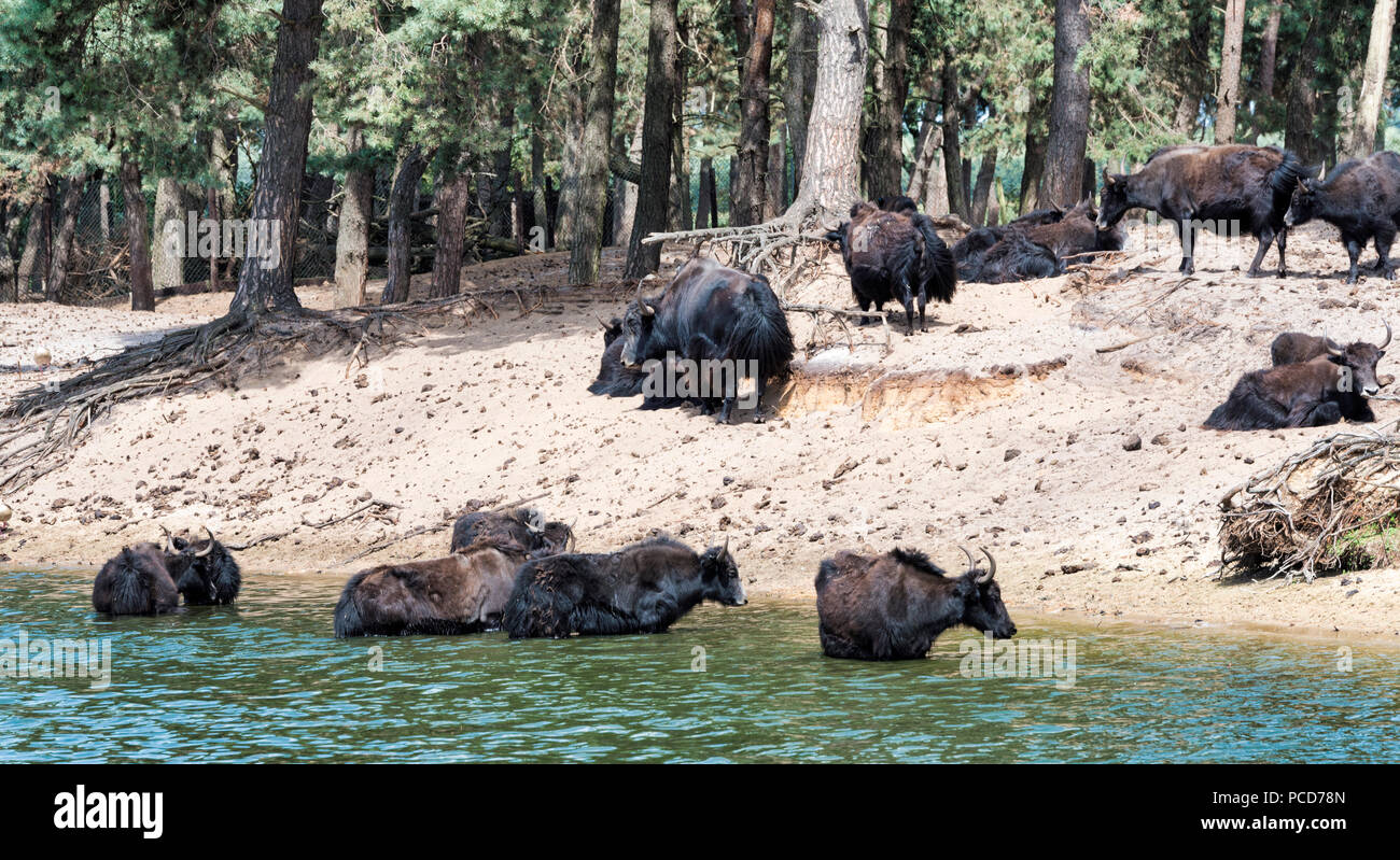 Gruppo di yak tibetani un relativo ai bovini, si sia trovato a livello nazionale e nel selvaggio e viene utilizzato come bestie da soma Foto Stock