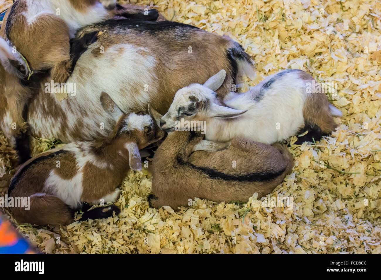 Baby capre alimentazione dalla madre Foto Stock